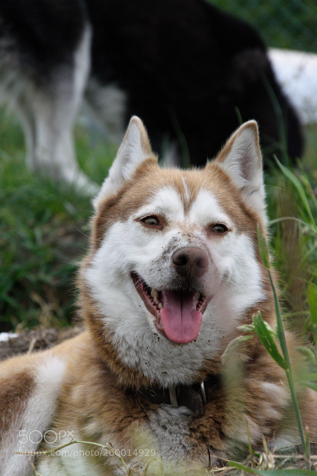 Nikon D5300 sample photo. Maya loves to dig photography