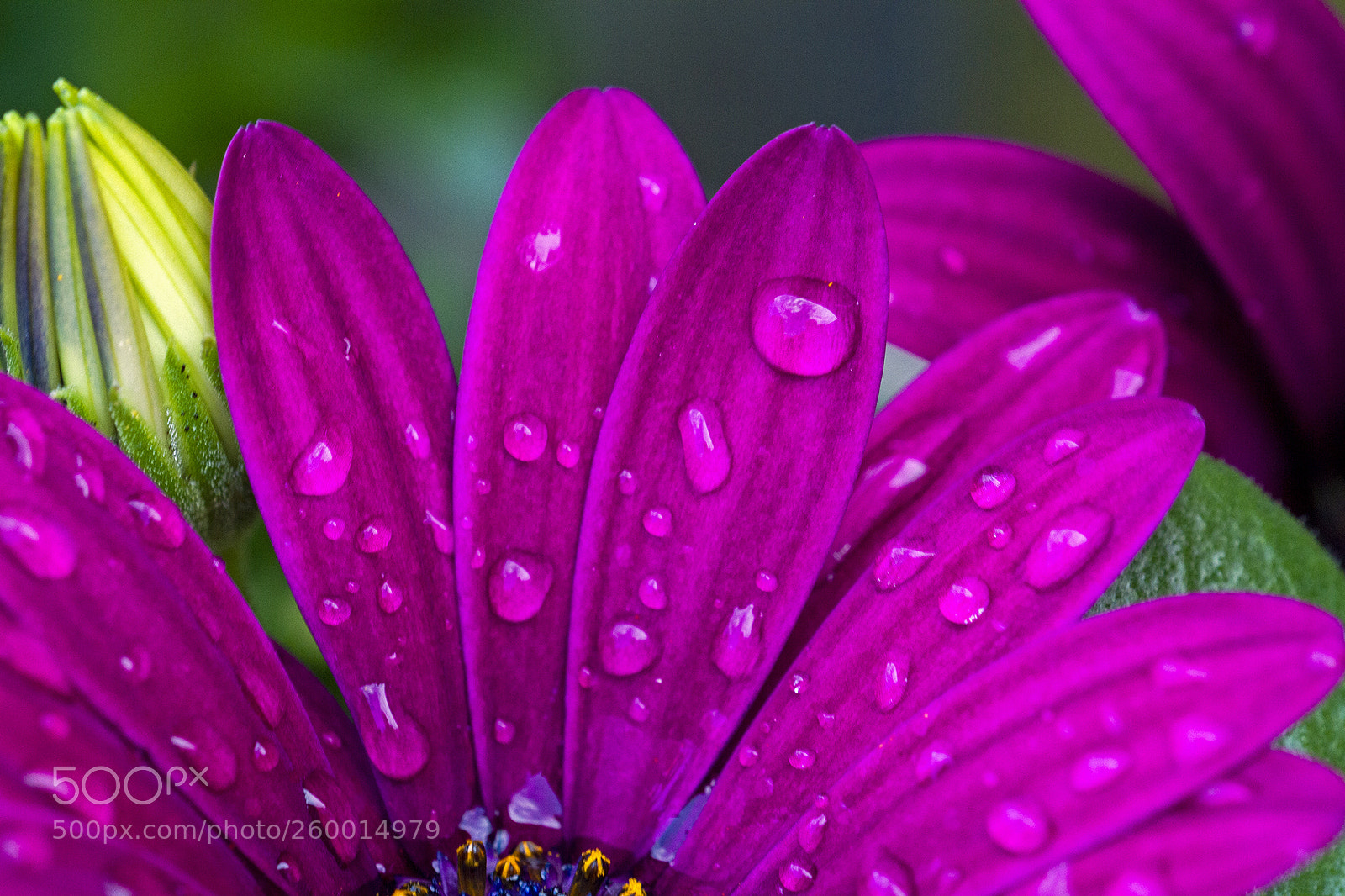 Canon EOS 7D sample photo. Raindrops photography
