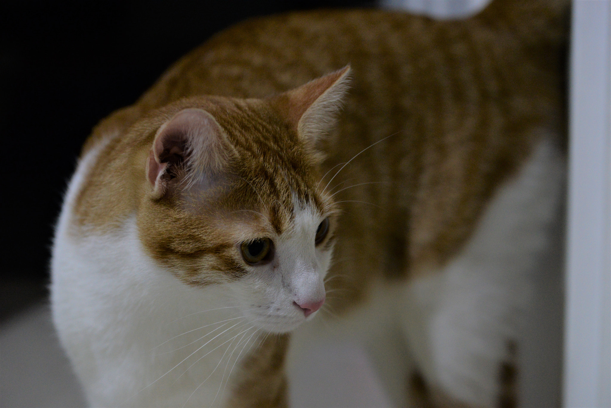 Sigma 105mm F2.8 EX DG OS HSM sample photo