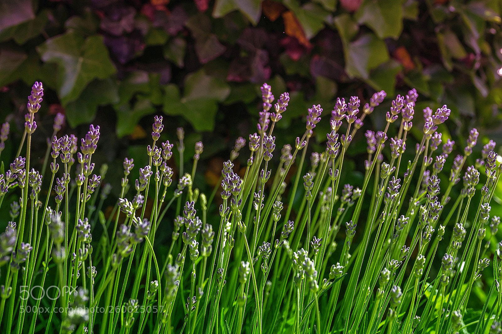 Sony Cyber-shot DSC-RX10 III sample photo. And it smells again photography