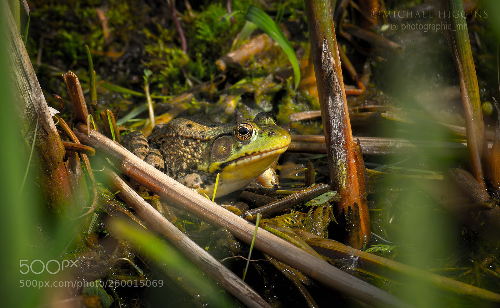 Nikon D610 sample photo. Camofrogged photography