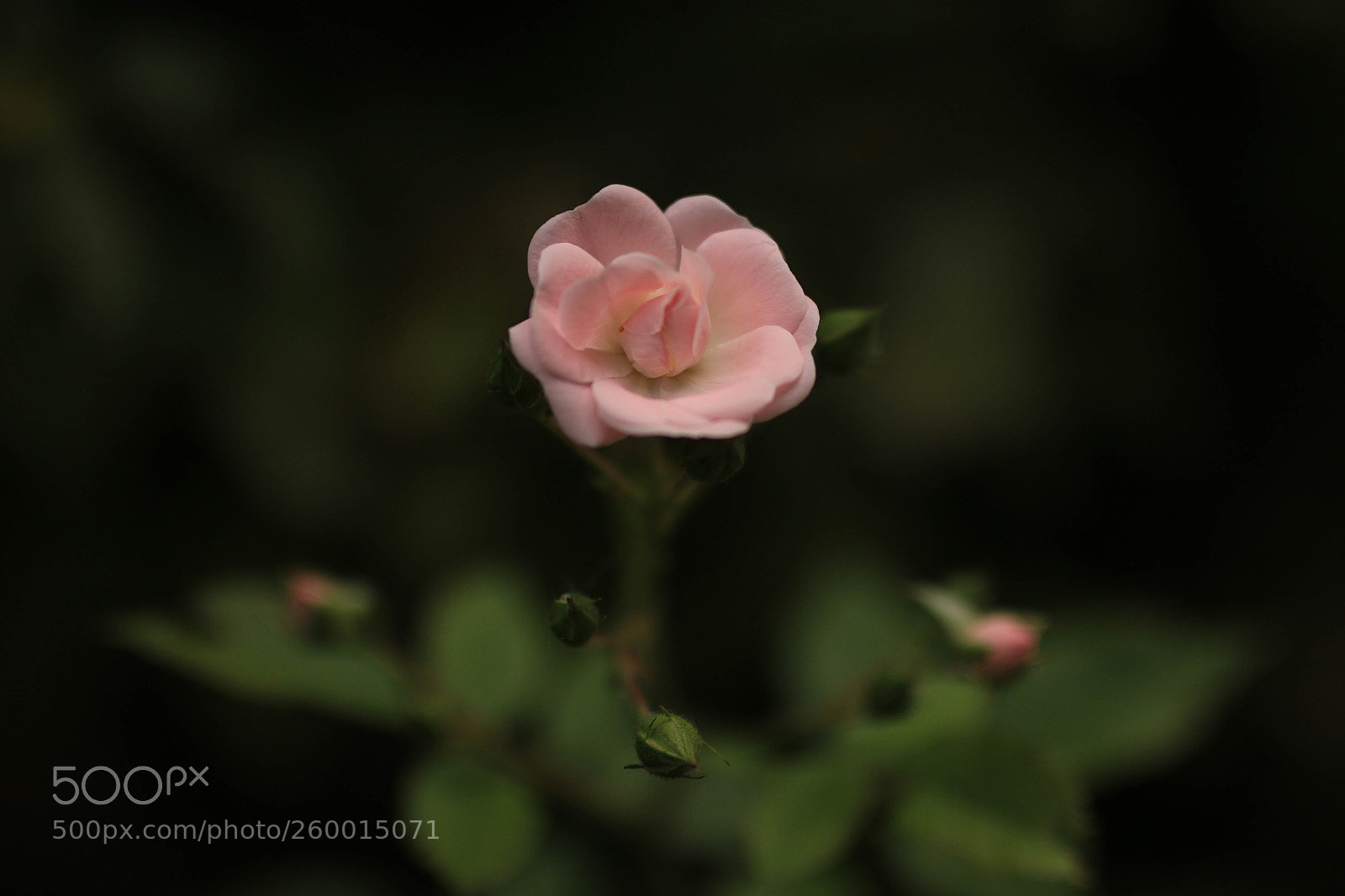 Canon EOS 70D sample photo. Tiny rose photography