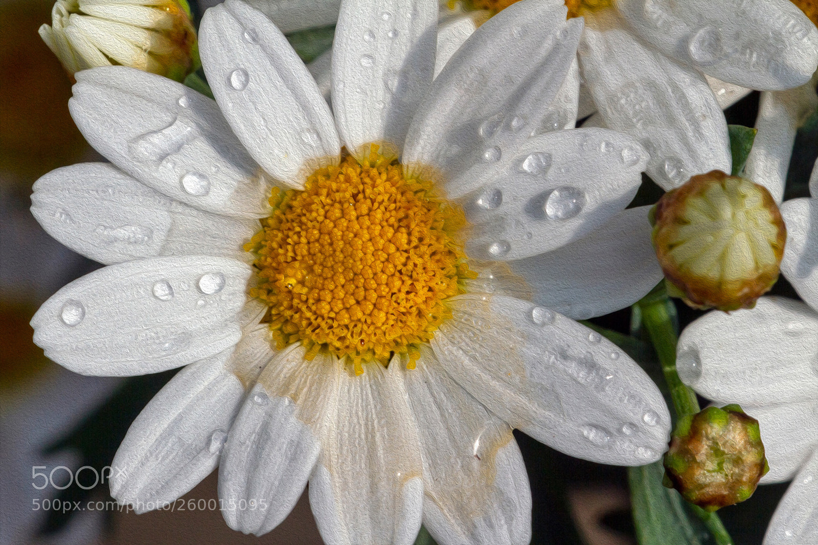 Canon EOS 7D sample photo. Raindrops 2 photography