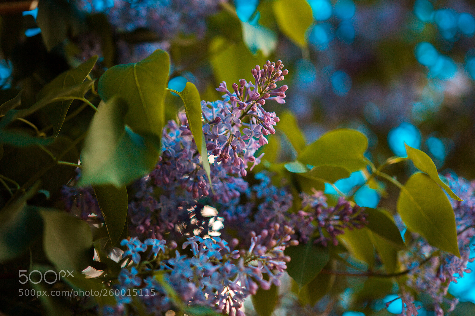 Canon EOS 60D sample photo. 457-18.jpg photography