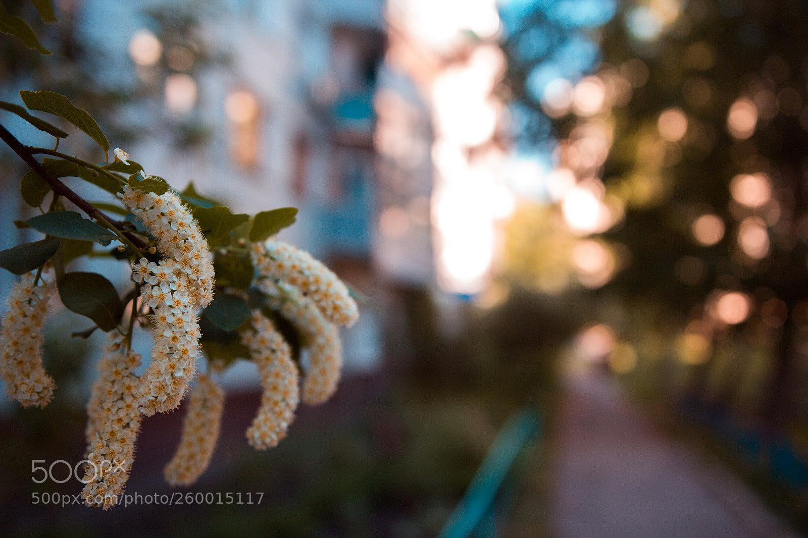 Canon EOS 60D sample photo. 457-17.jpg photography