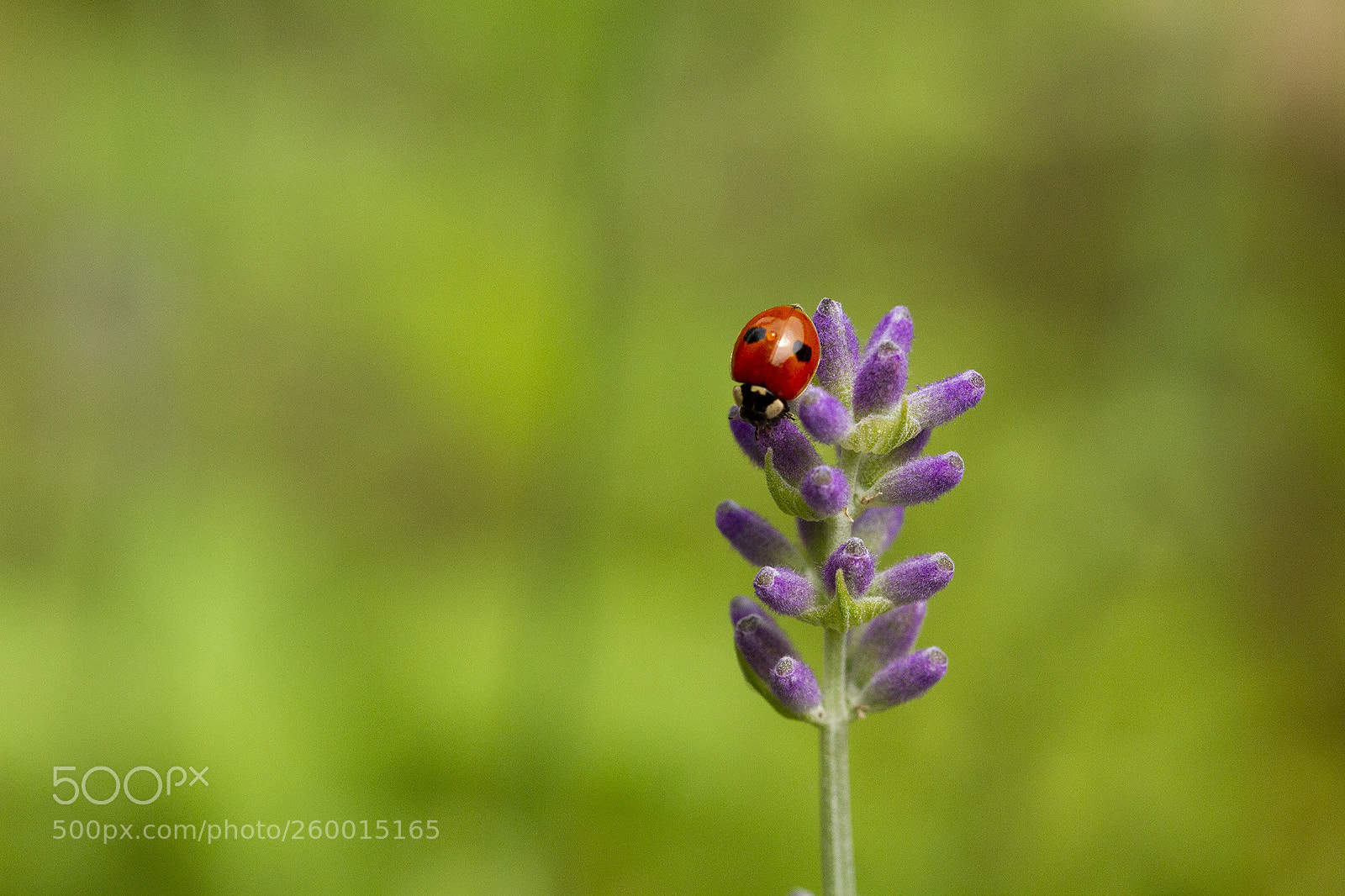 Canon EOS 7D sample photo. Lavender photography