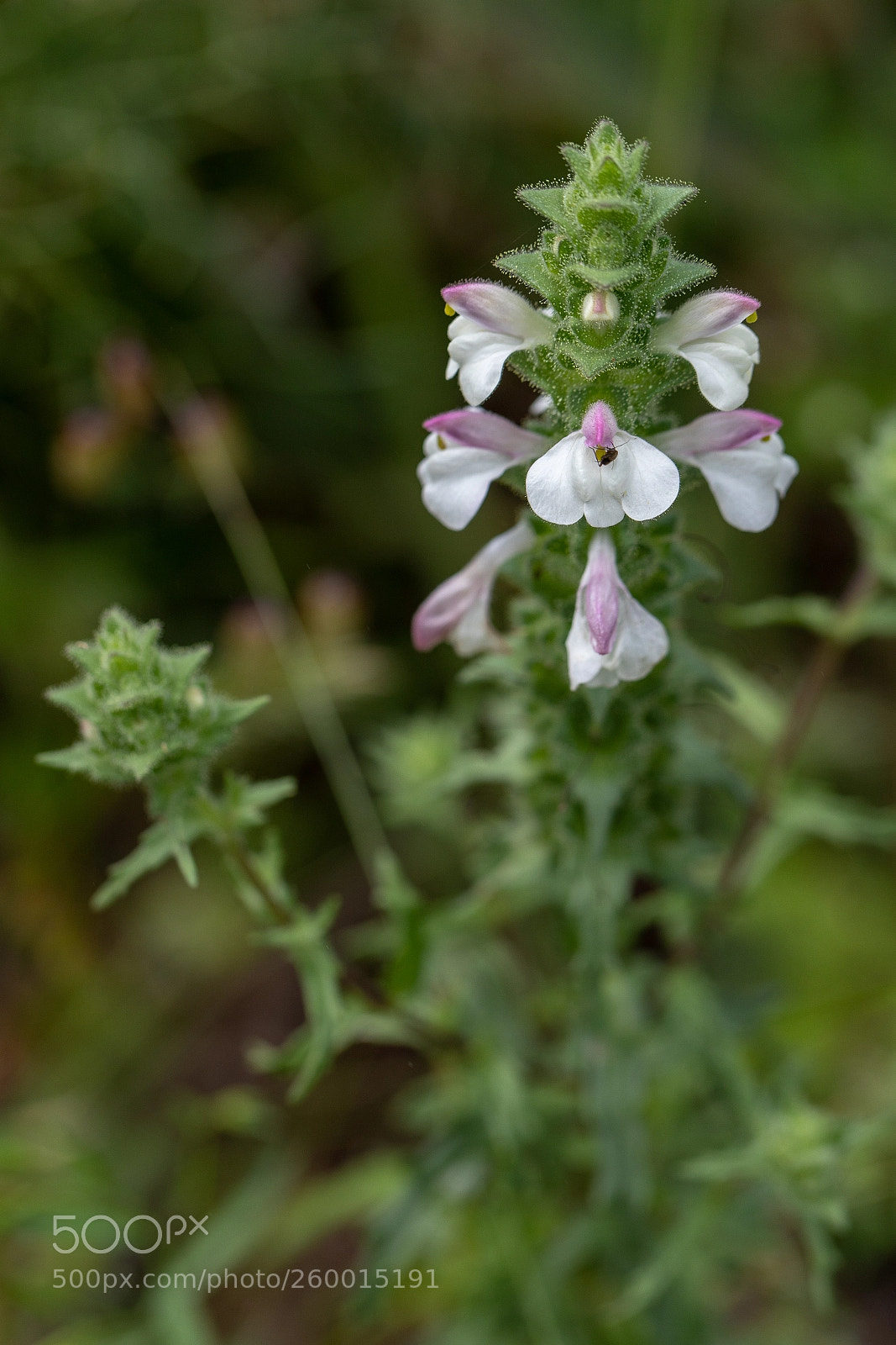 Canon EOS 6D Mark II sample photo. Bartsia trixago l. photography