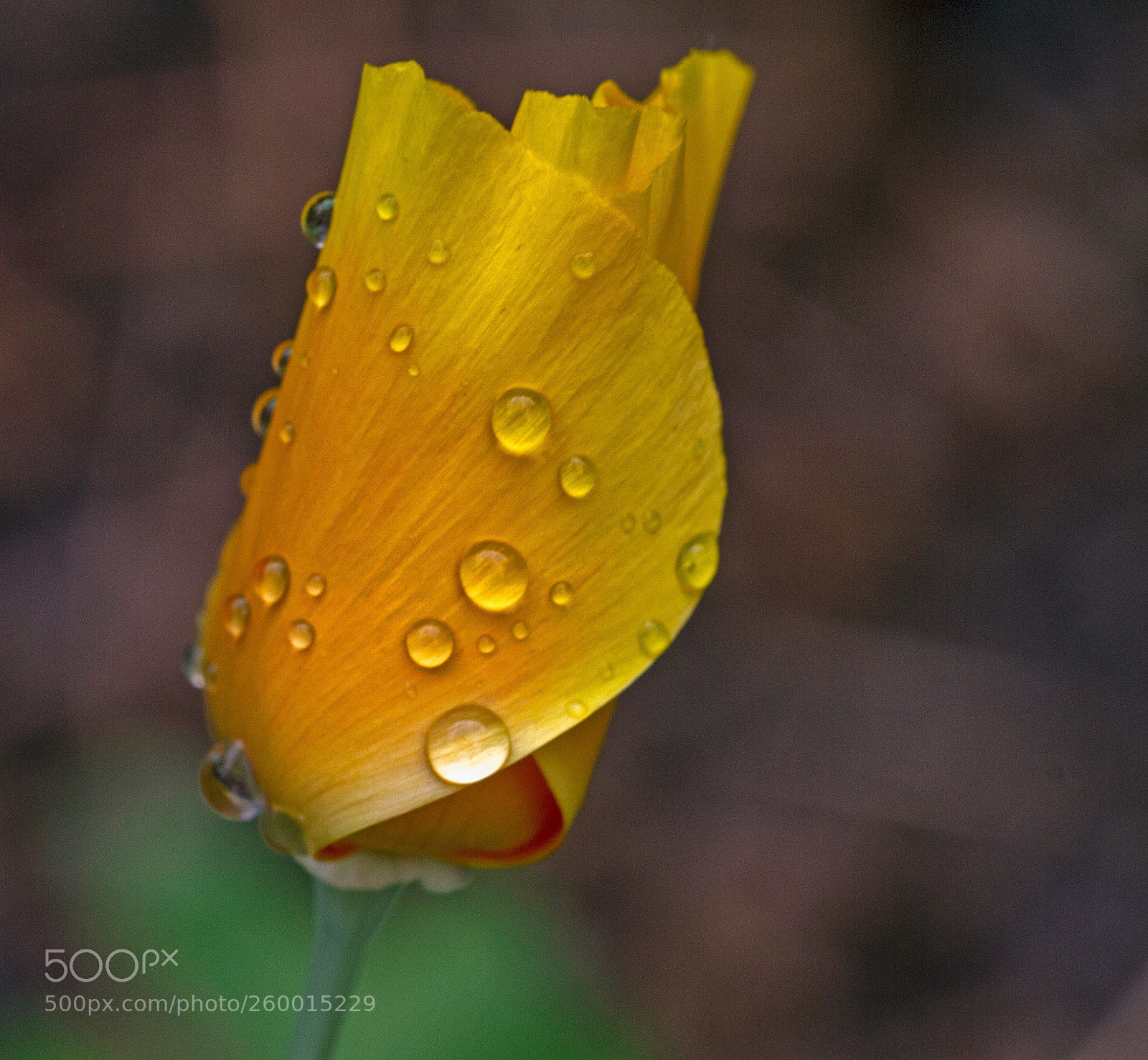 Canon EOS 7D sample photo. Raindrops 3 photography