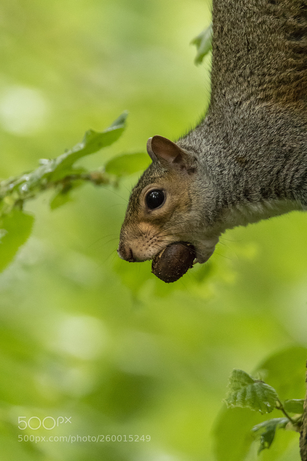 Canon EOS 7D Mark II sample photo. Squirrel photography