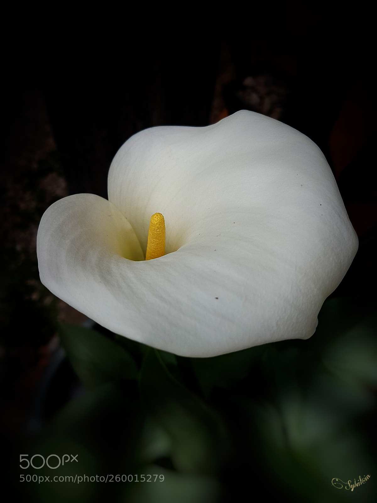 Samsung Galaxy S7 Edge sample photo. Arum blanc photography