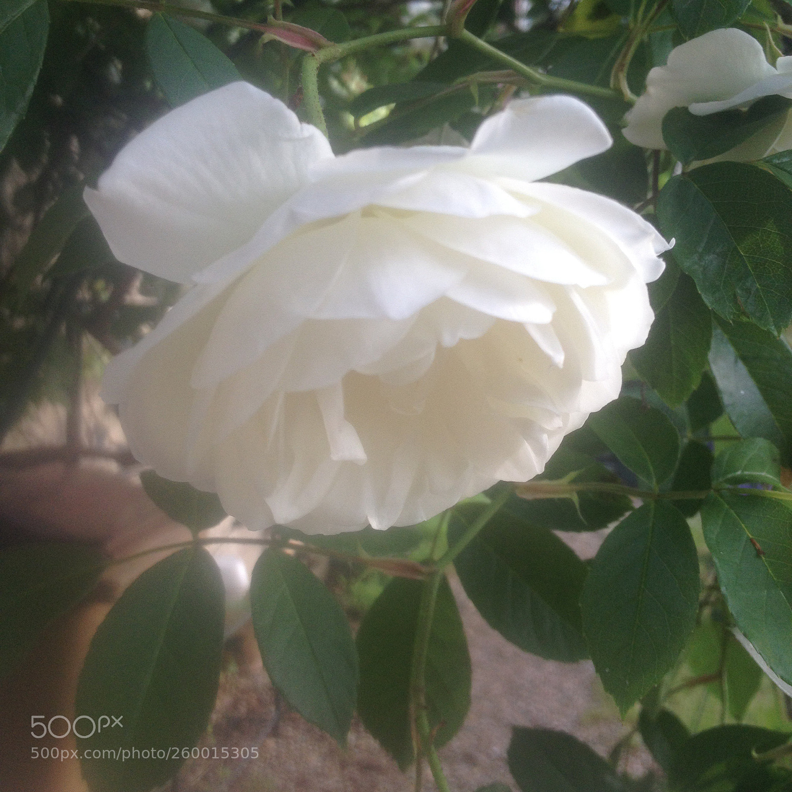 Apple iPhone 4S sample photo. Rose photography