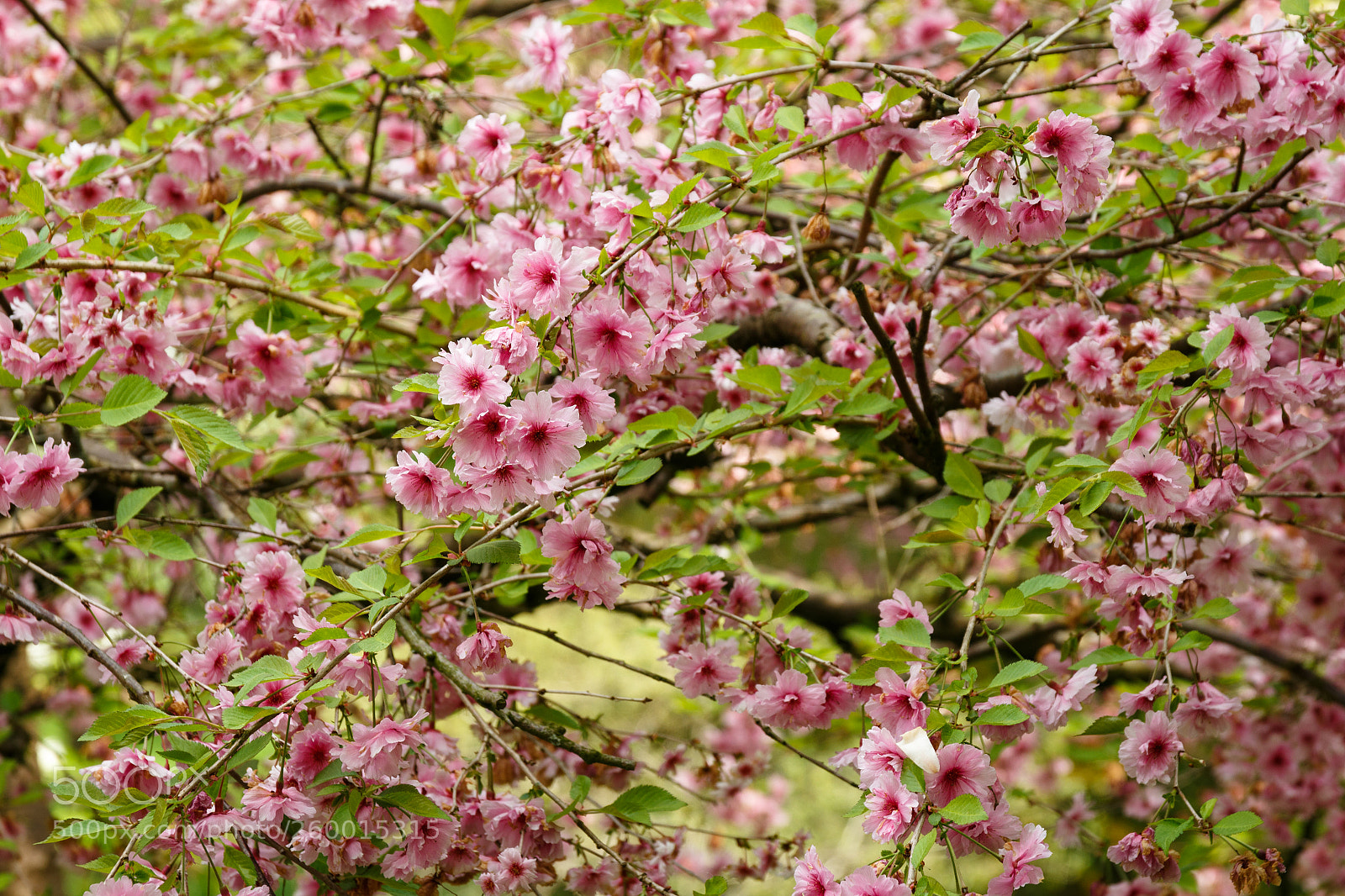 Canon EOS 700D (EOS Rebel T5i / EOS Kiss X7i) sample photo. Arboretum photography