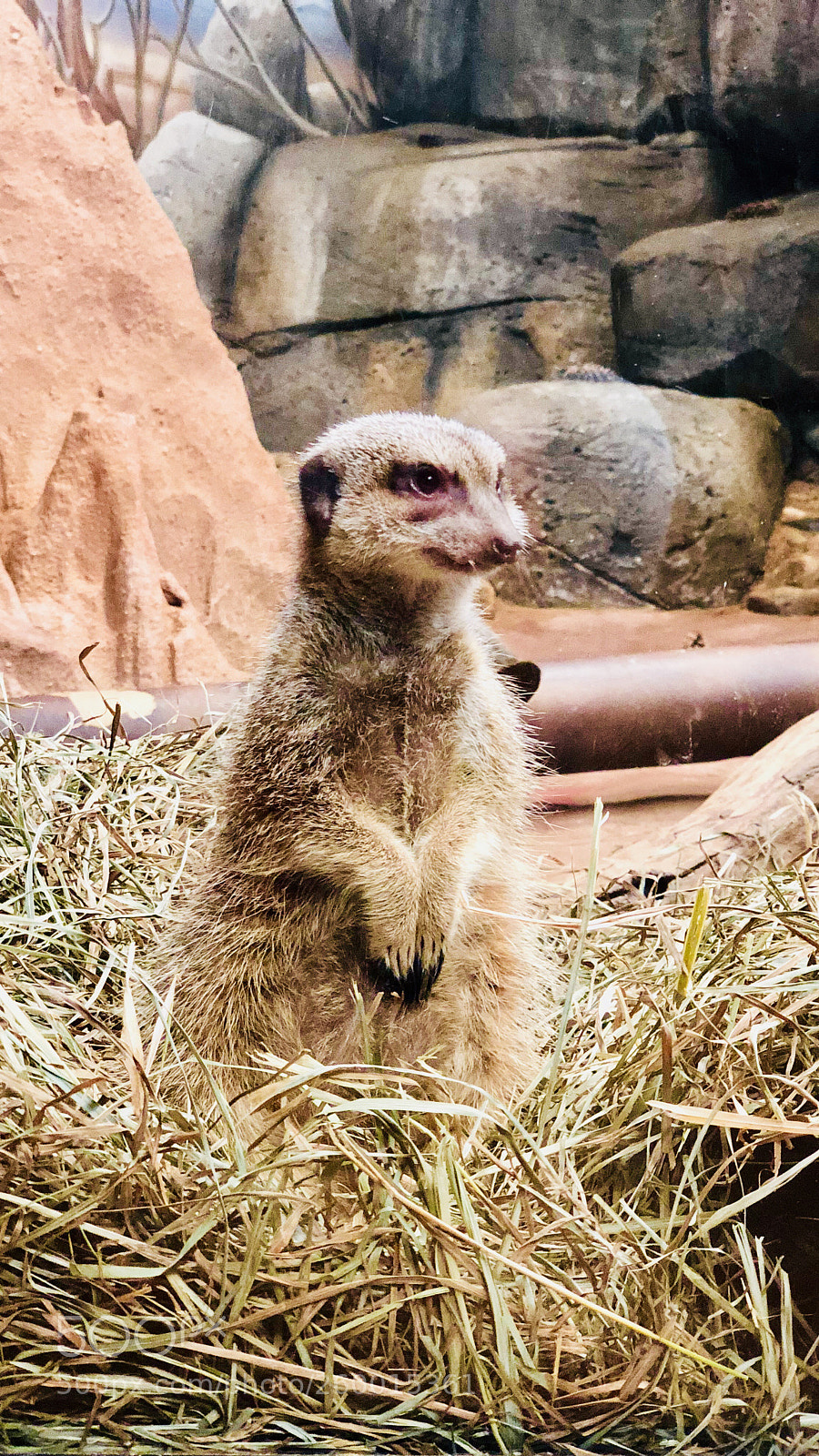 Apple iPhone X sample photo. Meerkat photography