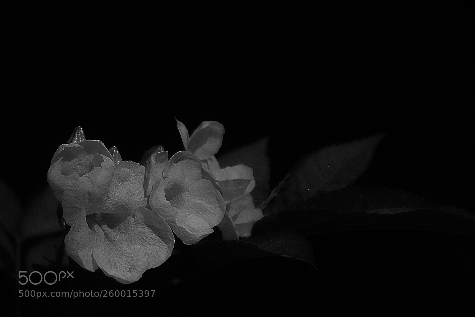 Nikon D3300 sample photo. In dark photography