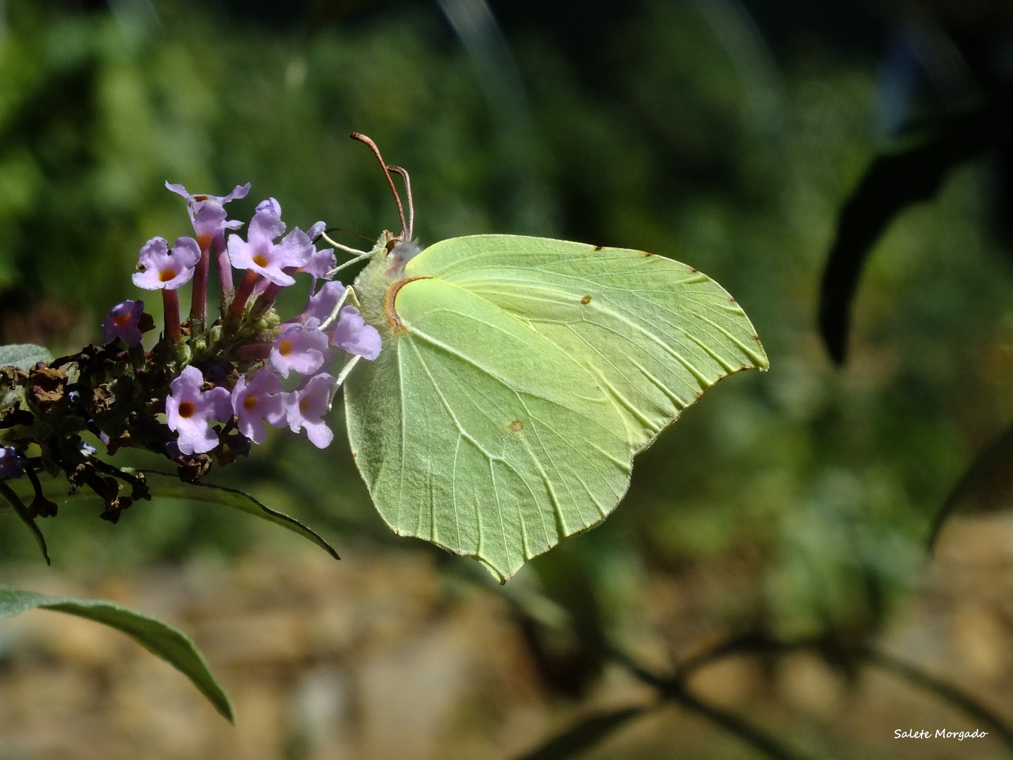 Fujifilm FinePix HS30EXR sample photo. Borboleta gonepterix rhiamni photography