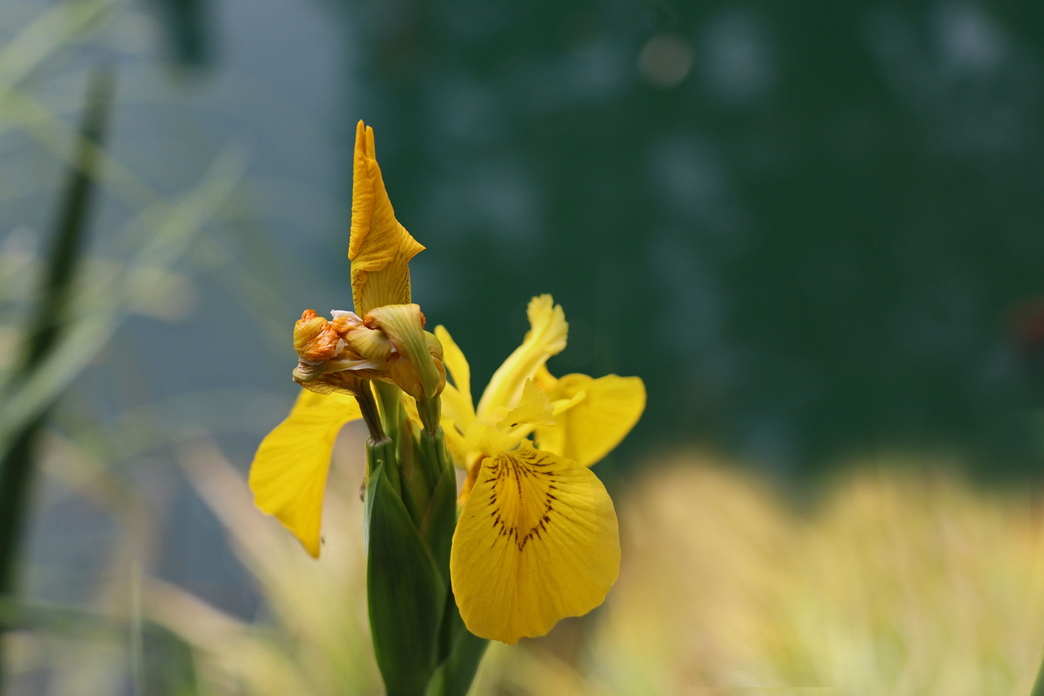 Canon EOS M50 (EOS Kiss M) sample photo. Yellow iris bursting forth photography