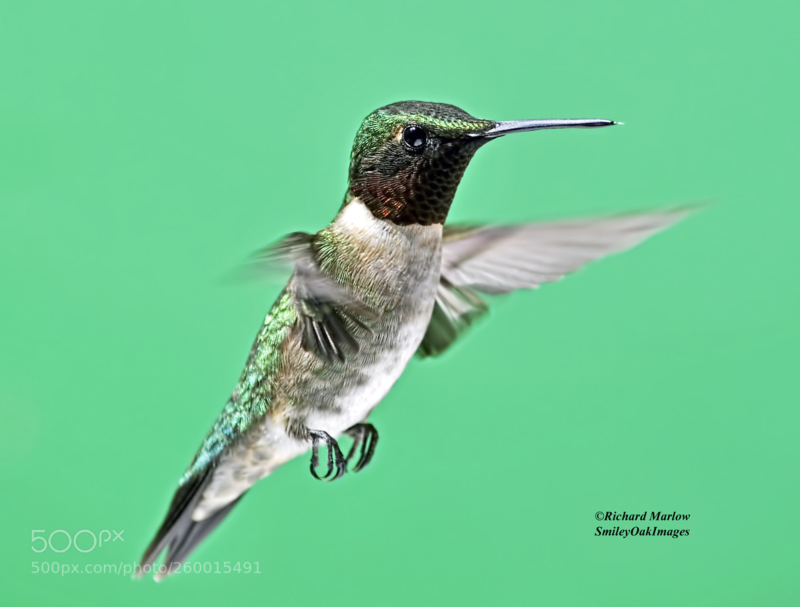 Nikon D5000 sample photo. Hummingbird photography