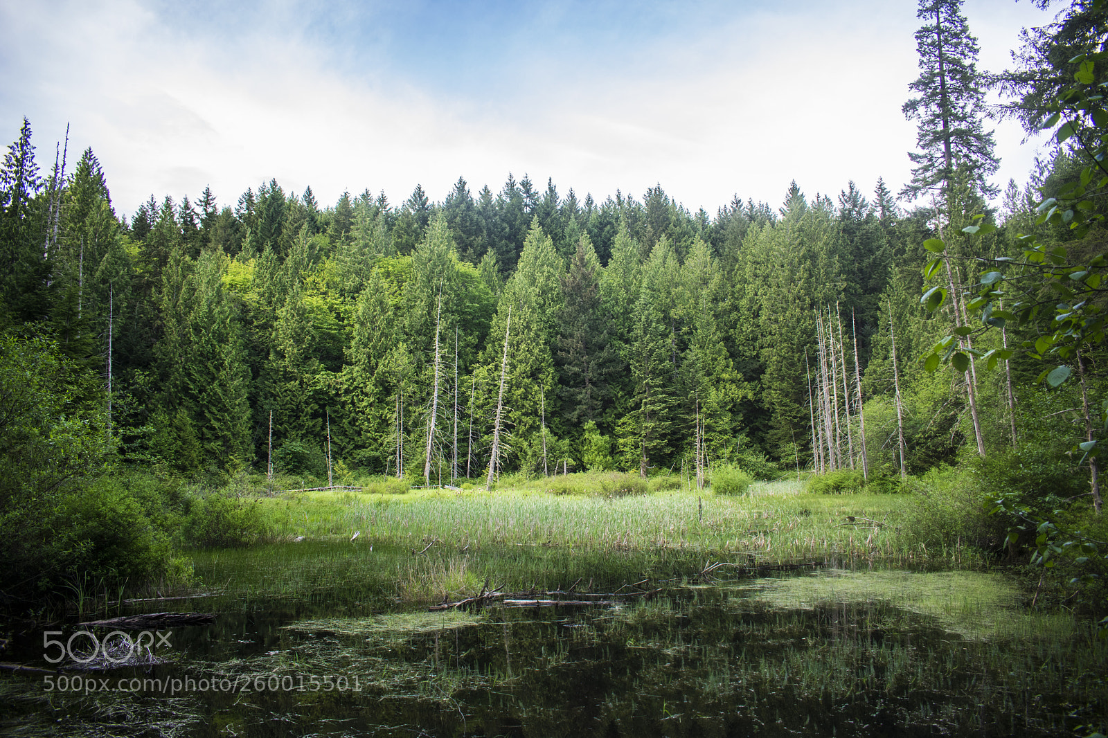 Nikon D3400 sample photo. Marsh photography