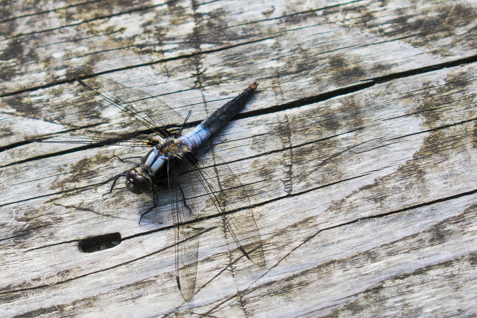 Nikon D3400 sample photo. Dragonfly photography