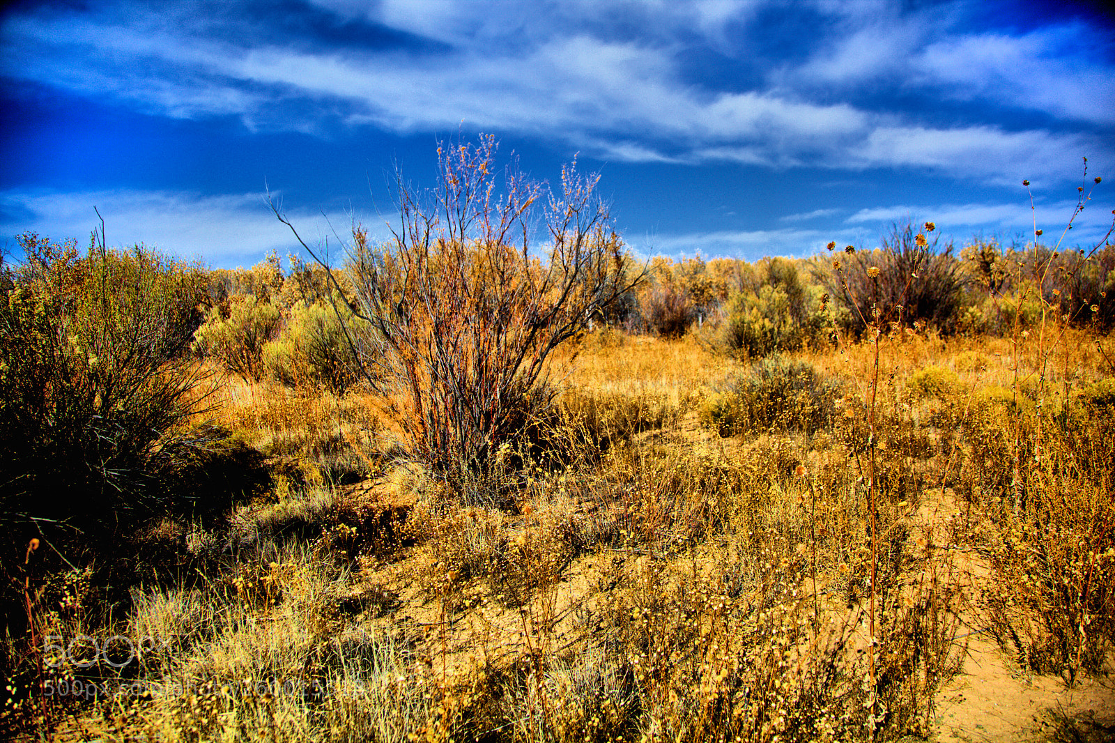 Canon EOS 5D Mark II sample photo. Bosquedelm photography