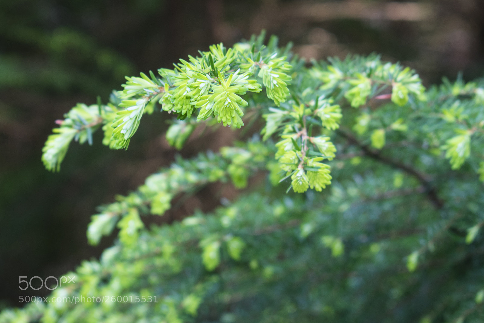 Nikon D3400 sample photo. Tree thing part photography