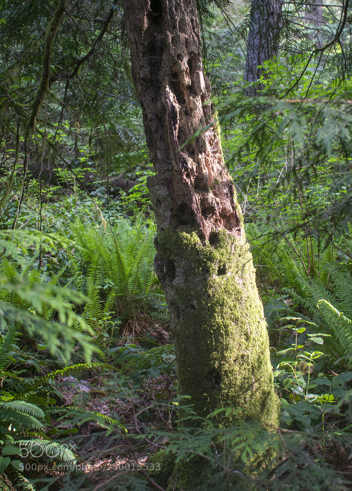 Nikon D3400 sample photo. Nurse log photography