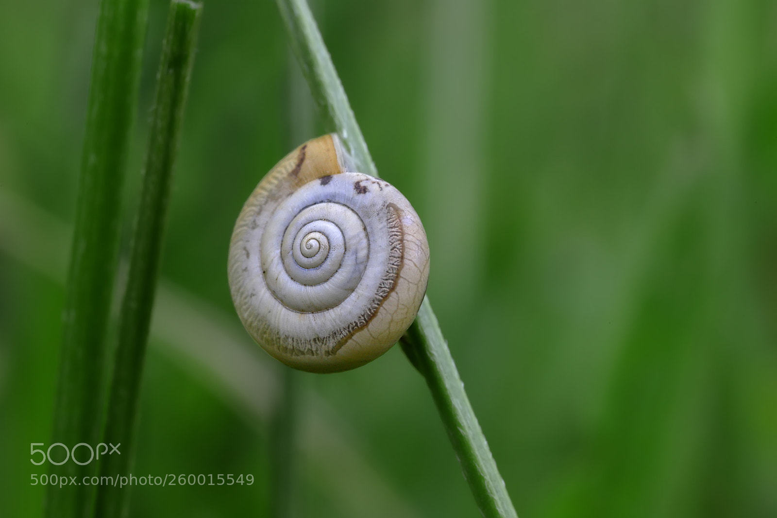 Canon EOS 6D Mark II sample photo. Simple photography