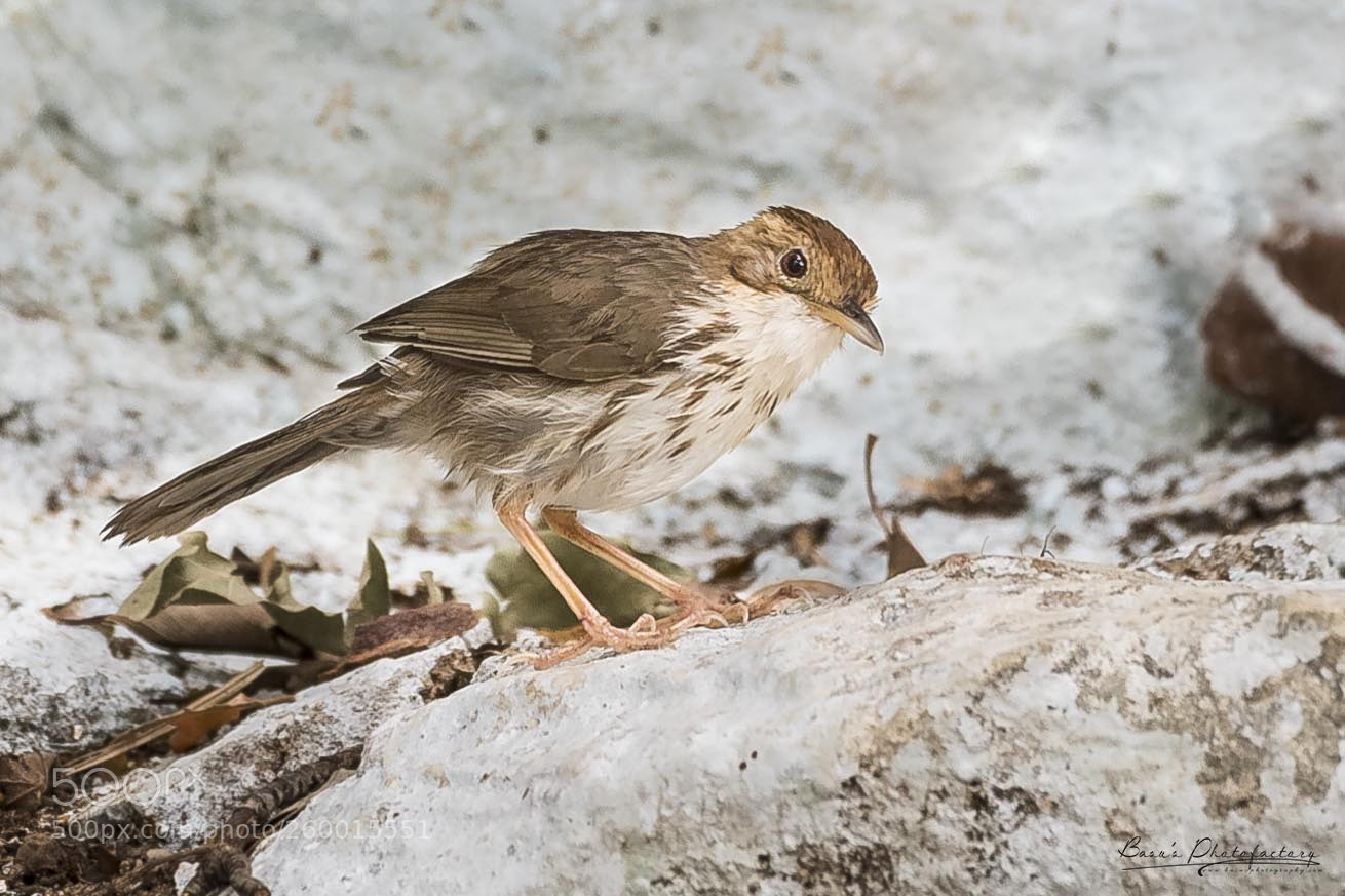 Nikon D810 sample photo. Puff throated babbler photography