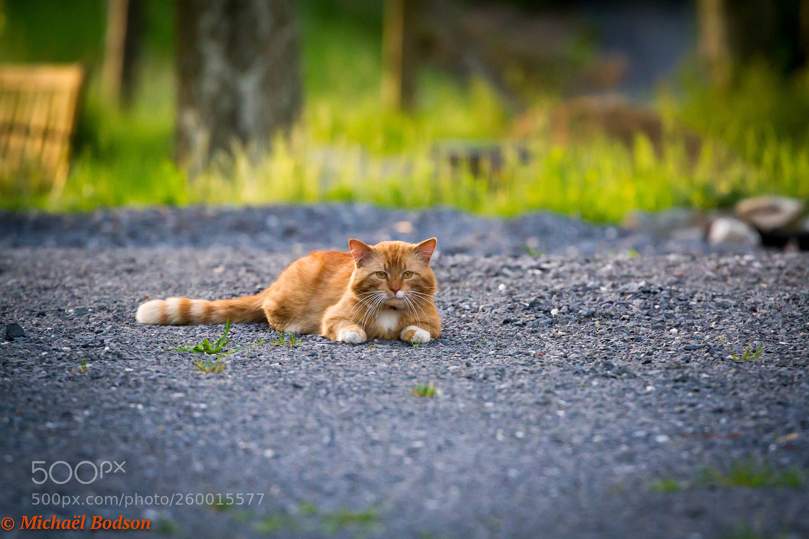 Canon EOS 7D sample photo. Le chat photography
