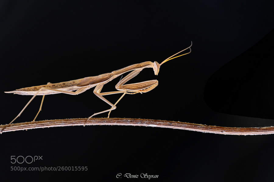 Nikon D300 sample photo. Peygamber devesi-mantodea photography