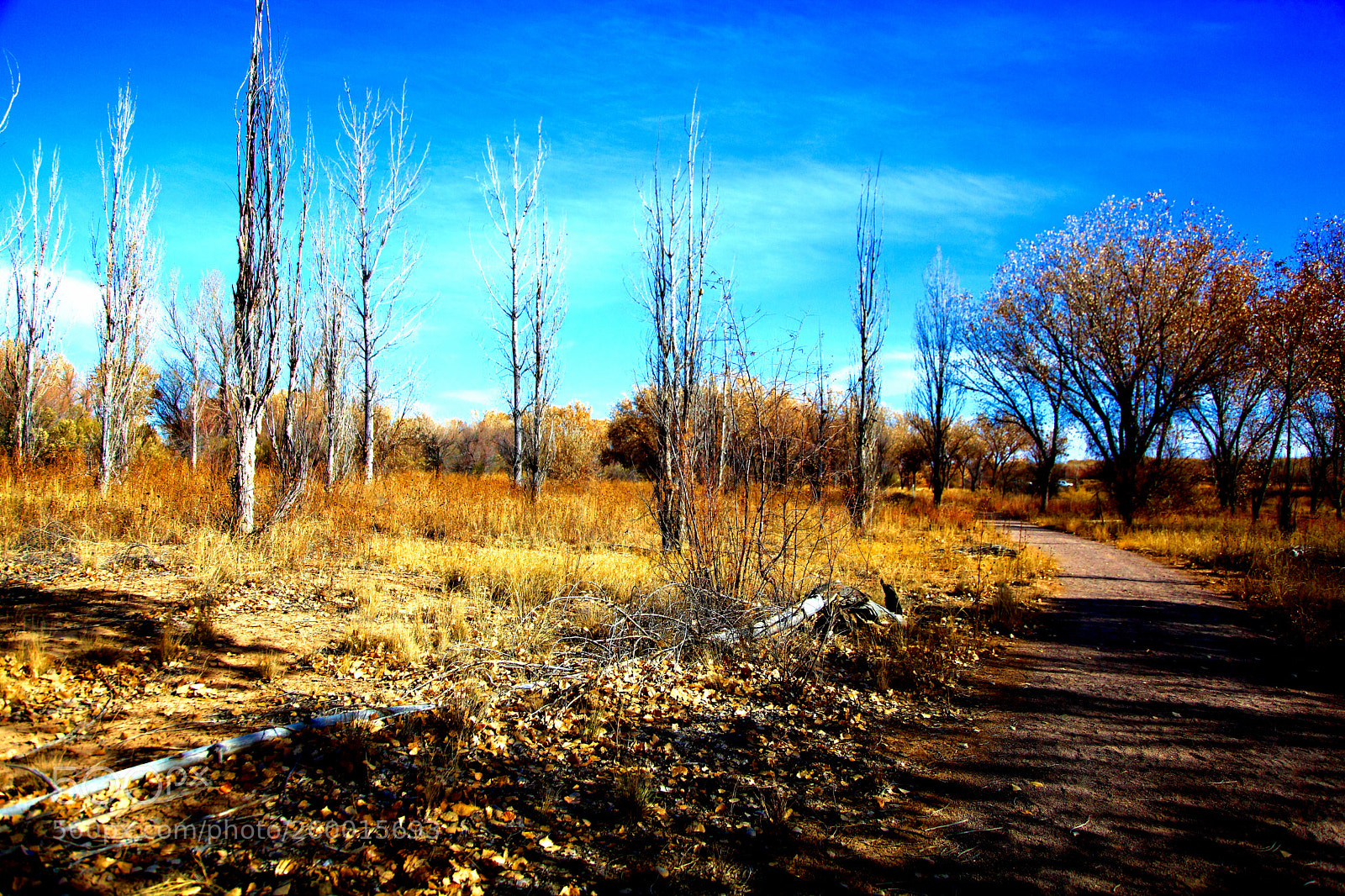 Canon EOS 5D Mark II sample photo. Bosquedelm photography