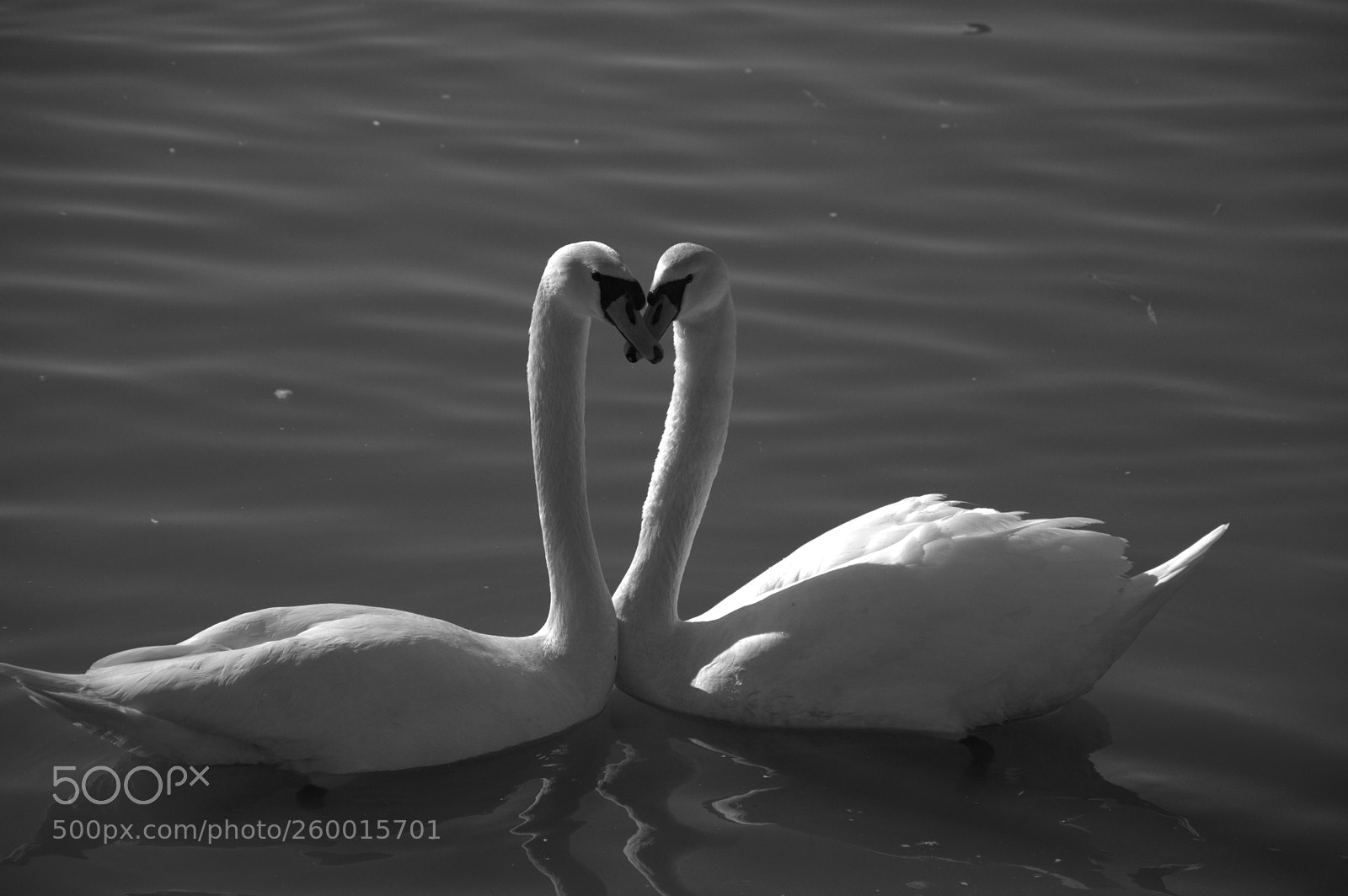 Nikon D3200 sample photo. You give love a photography