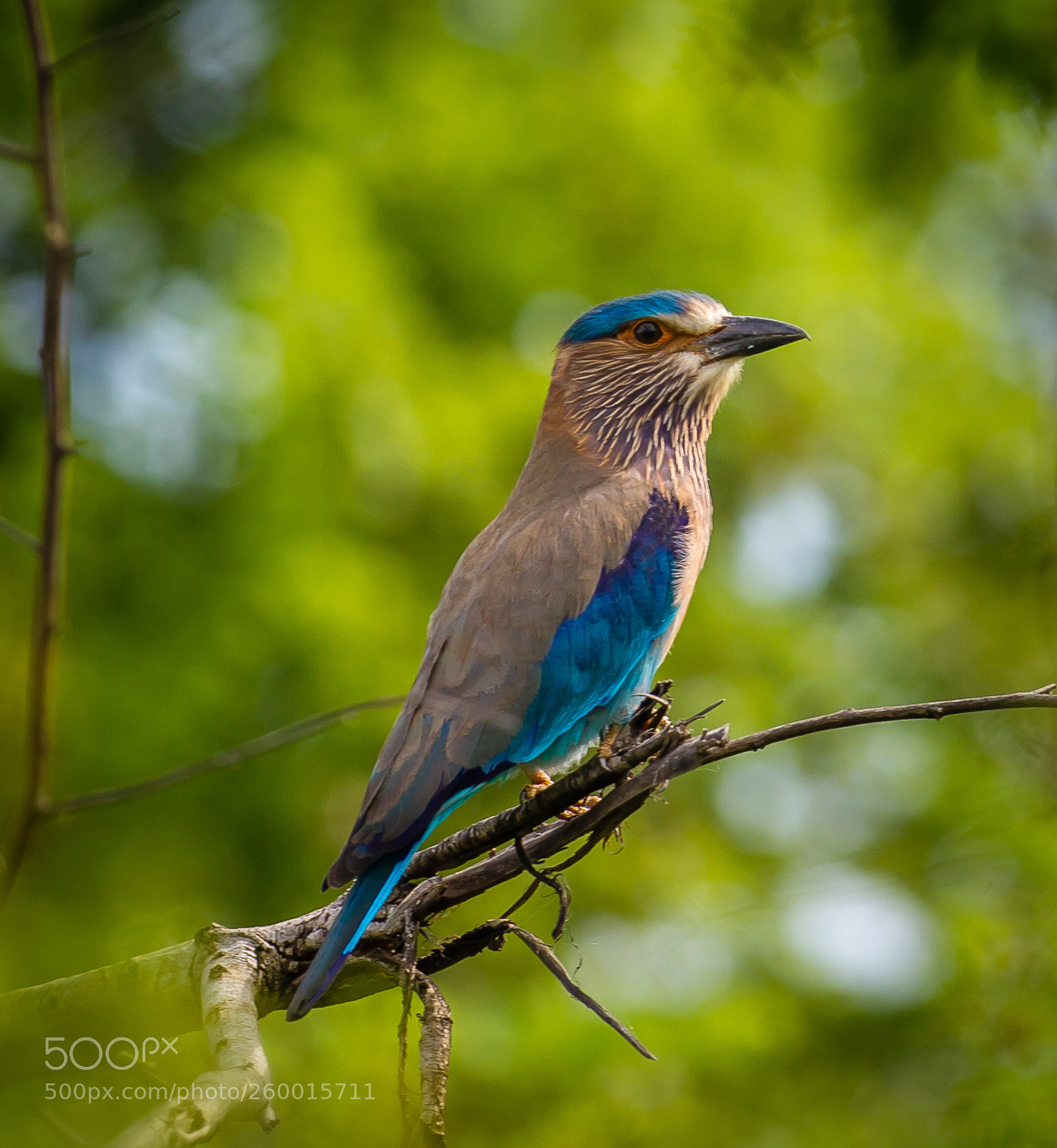 Canon EOS 550D (EOS Rebel T2i / EOS Kiss X4) sample photo. Indian roller photography