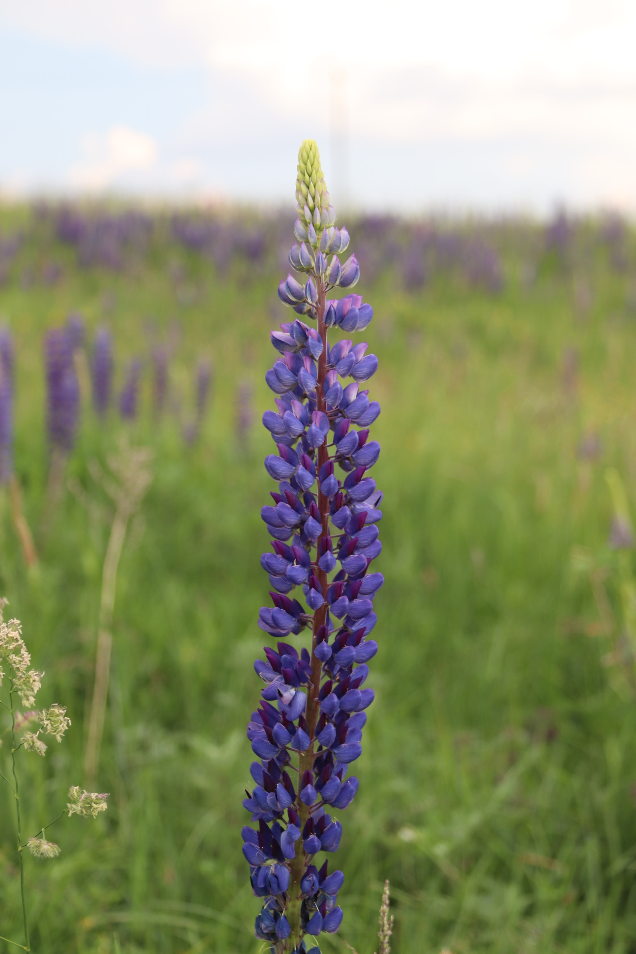 Canon EOS 77D (EOS 9000D / EOS 770D) sample photo. Lupinus polyphyllus photography