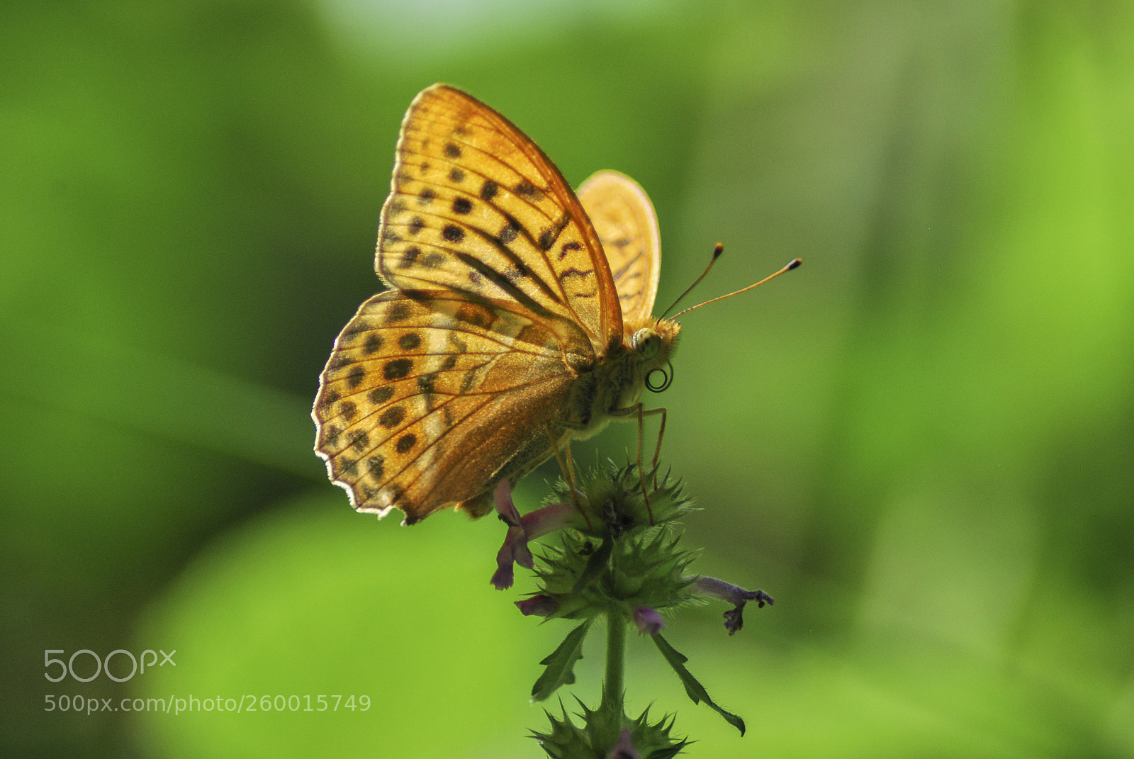 Nikon D60 sample photo. Golden wings photography