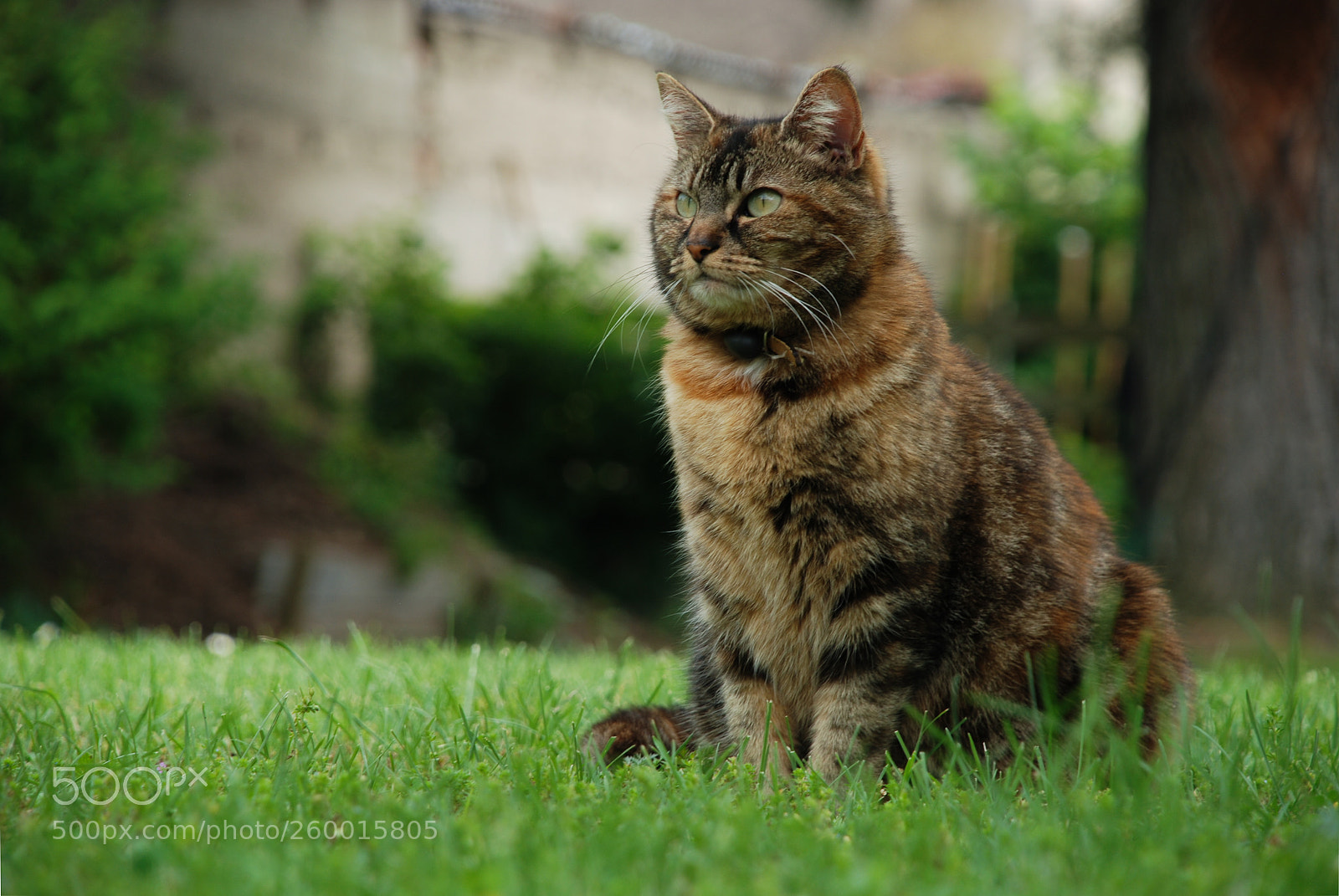 Nikon D80 sample photo. Griotte photography