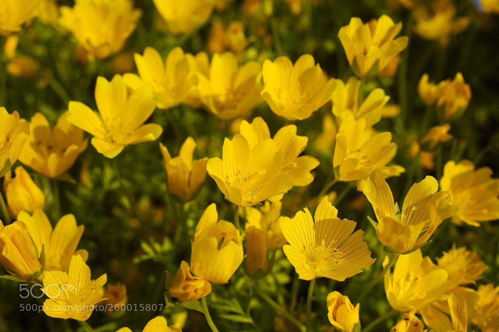 Canon EOS 5D Mark II sample photo. Yellow photography