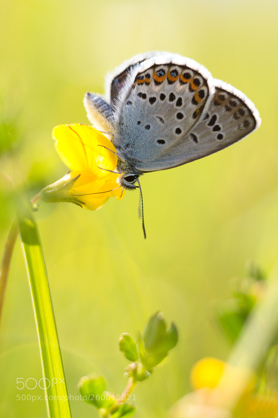 Canon EOS 60D sample photo. Plebejus idas photography