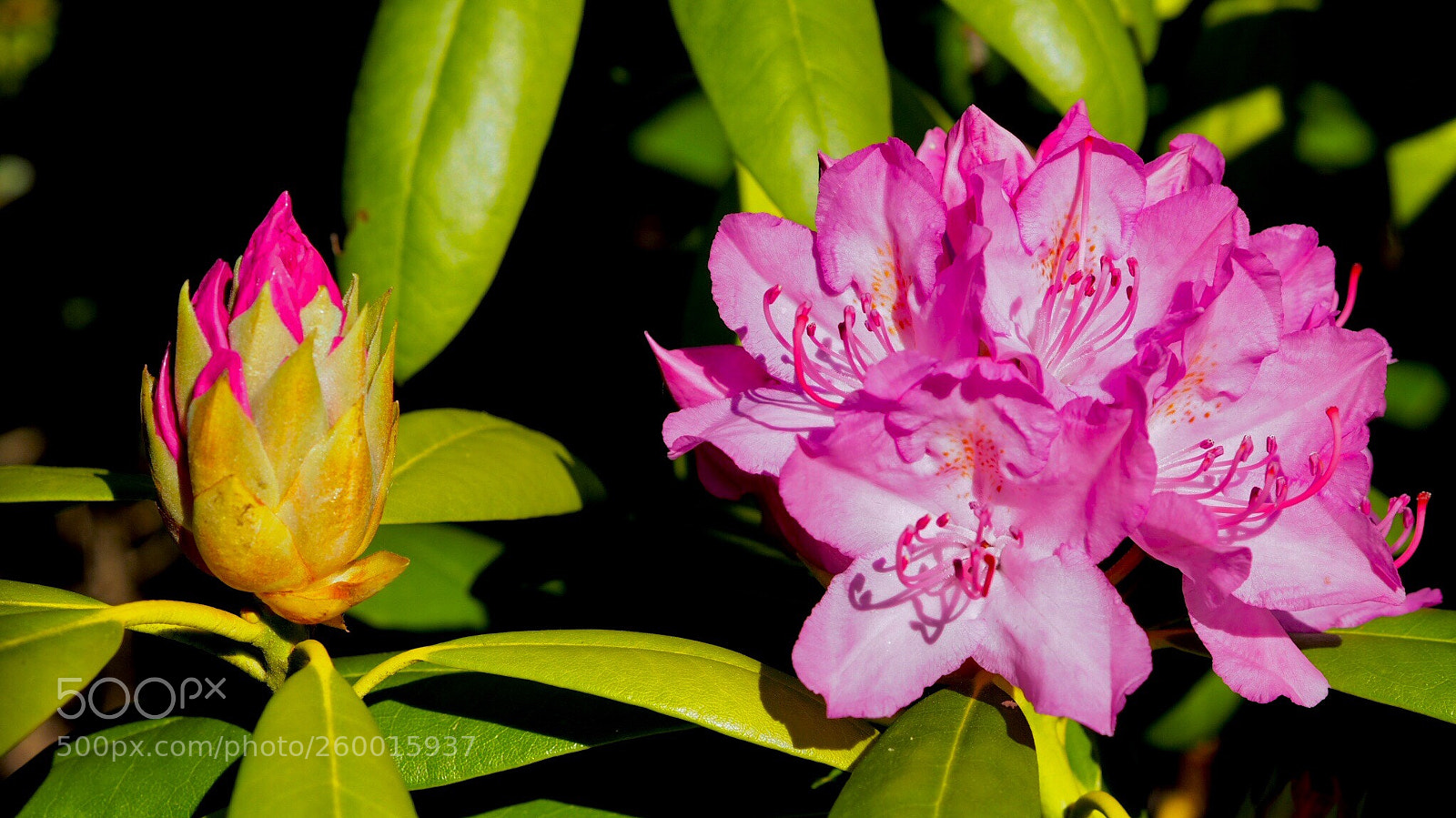 Olympus OM-D E-M10 sample photo. Bud and flower  photography