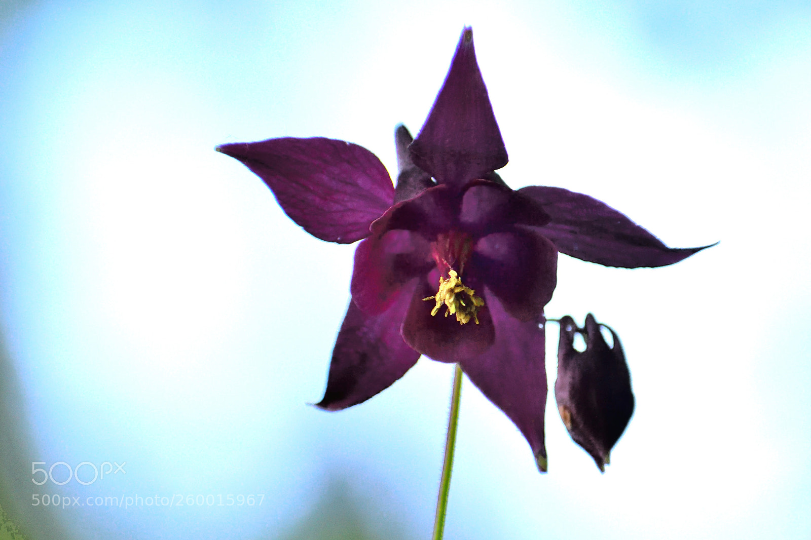 Nikon D3300 sample photo. Aquilegia atrata photography