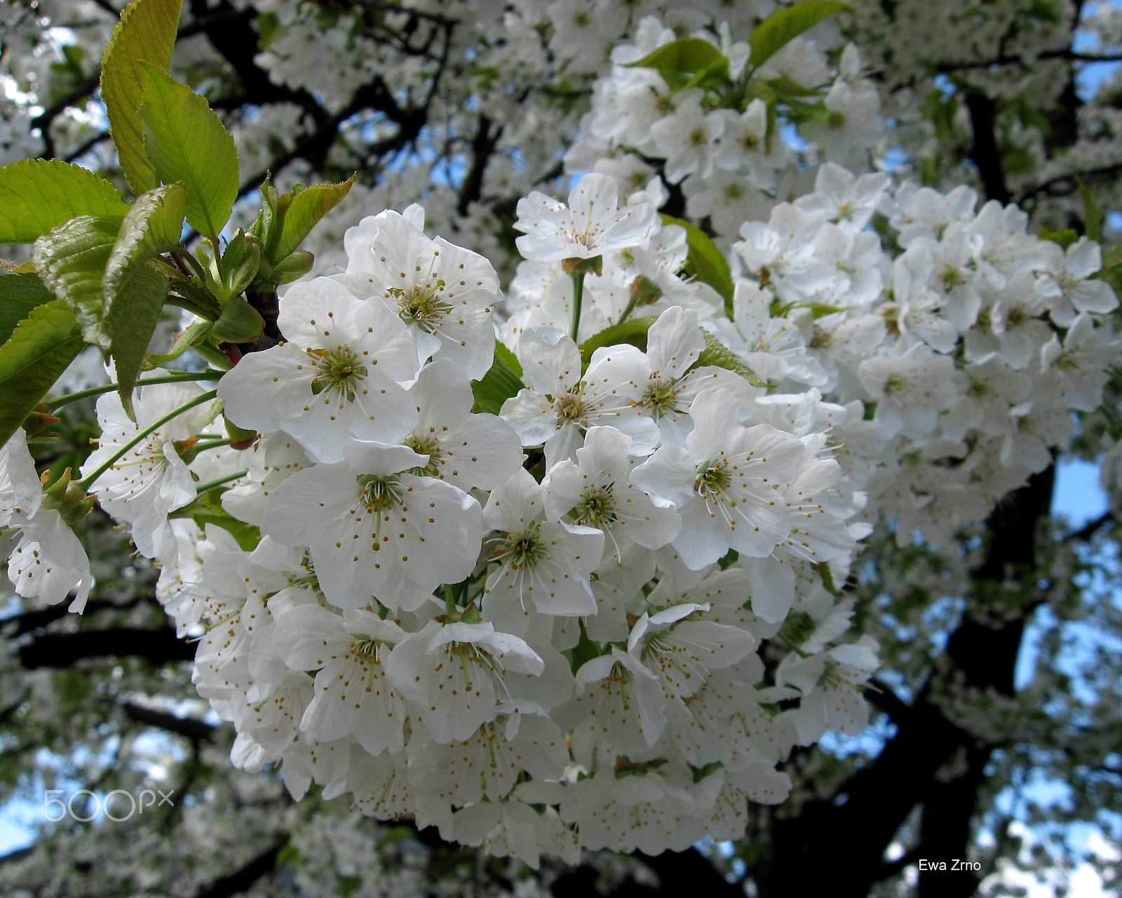 Canon POWERSHOT A540 sample photo. Spring in my garden 2. photography