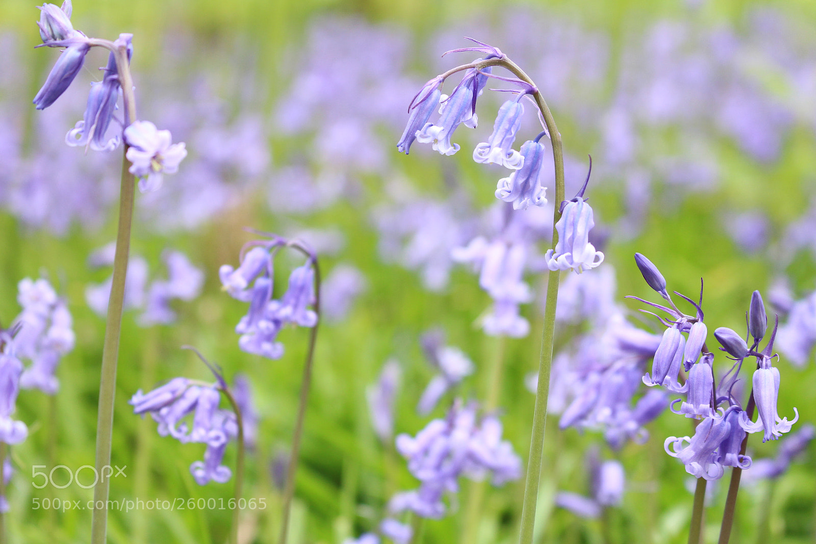 Canon EOS 700D (EOS Rebel T5i / EOS Kiss X7i) sample photo. Scottish bluebells photography