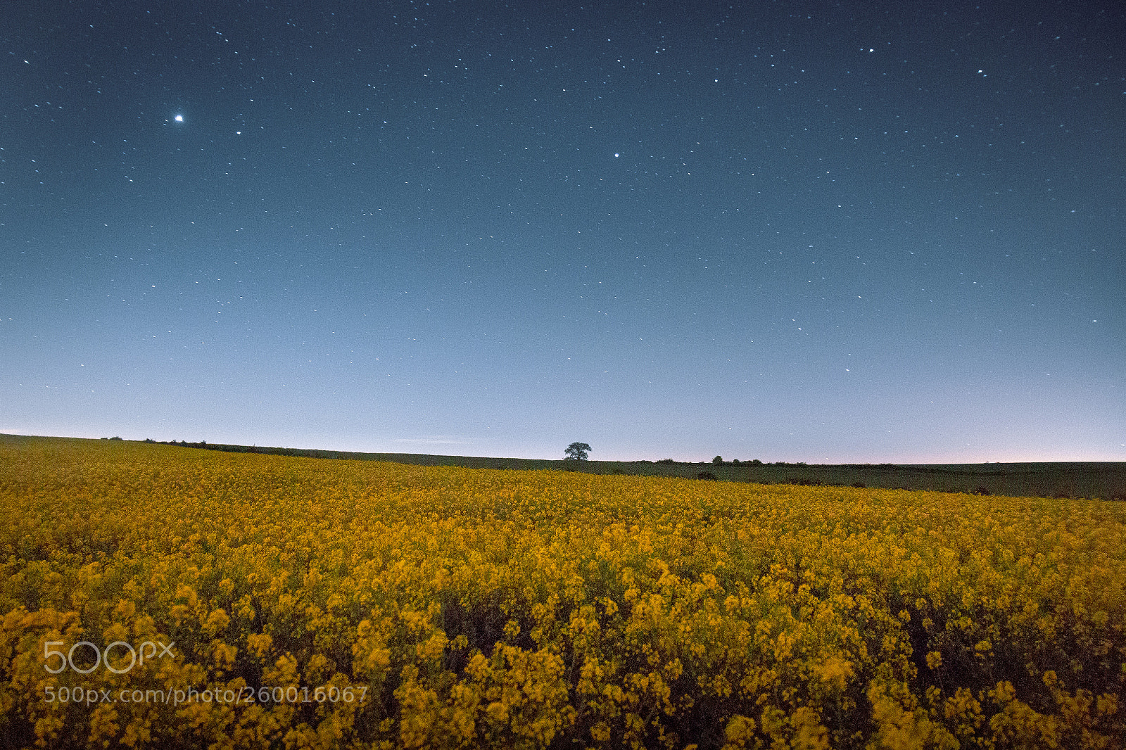Canon EOS 70D sample photo. Starry skies over canola photography