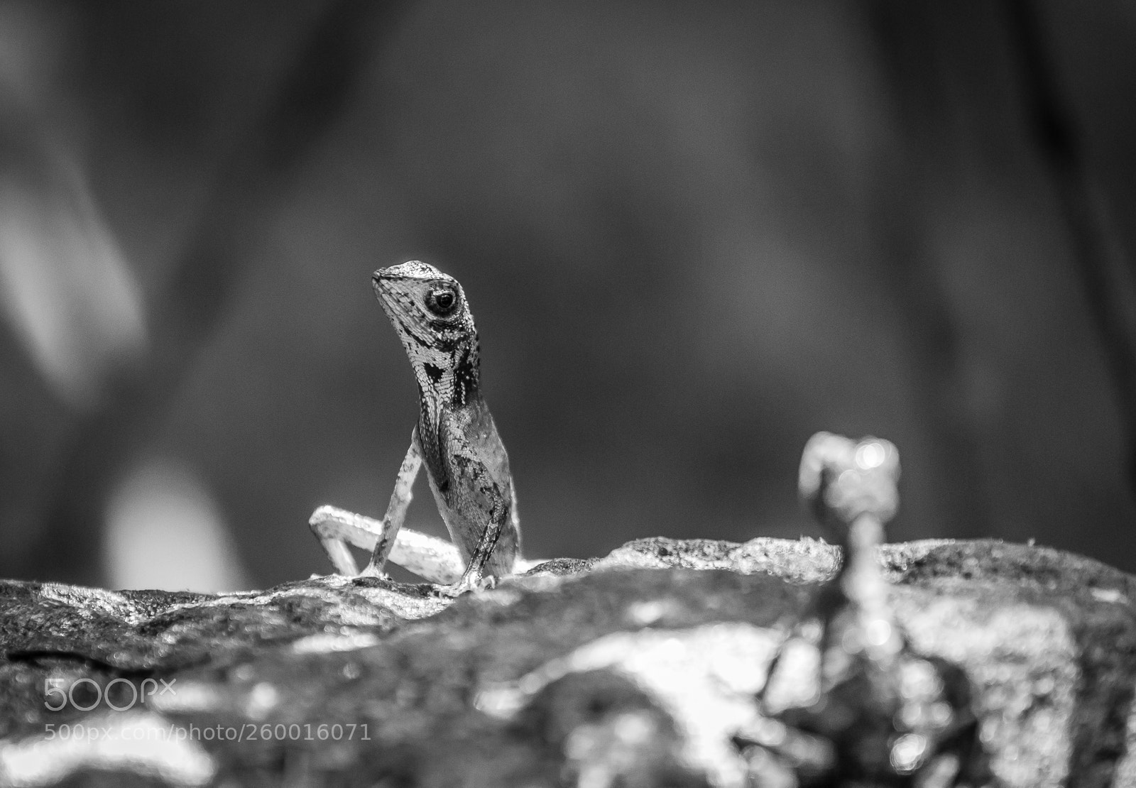 Canon EOS 550D (EOS Rebel T2i / EOS Kiss X4) sample photo. Lizard in sinhiriya forest photography