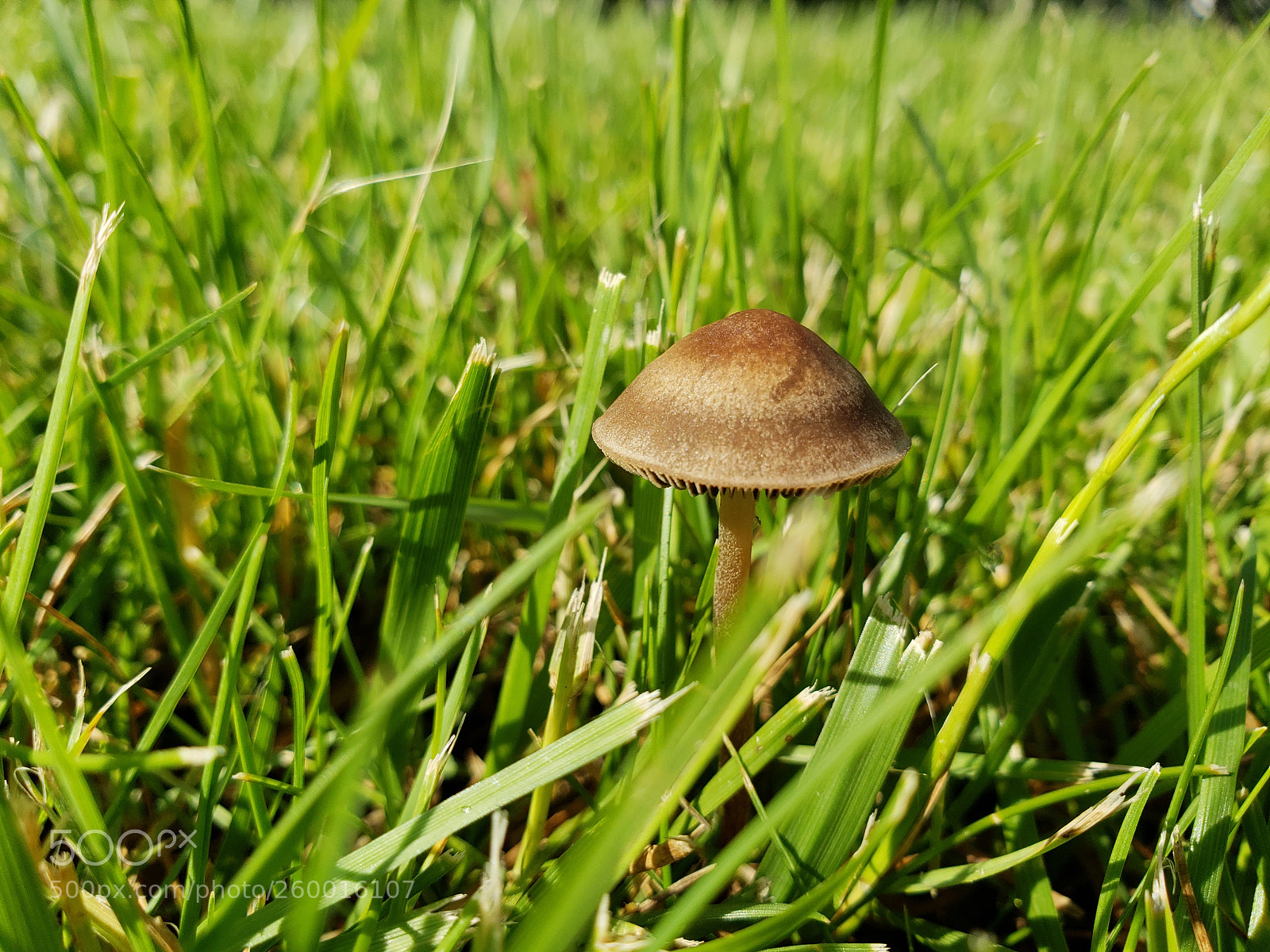 Samsung Galaxy S9+ sample photo. Tiny mini mushroom in photography
