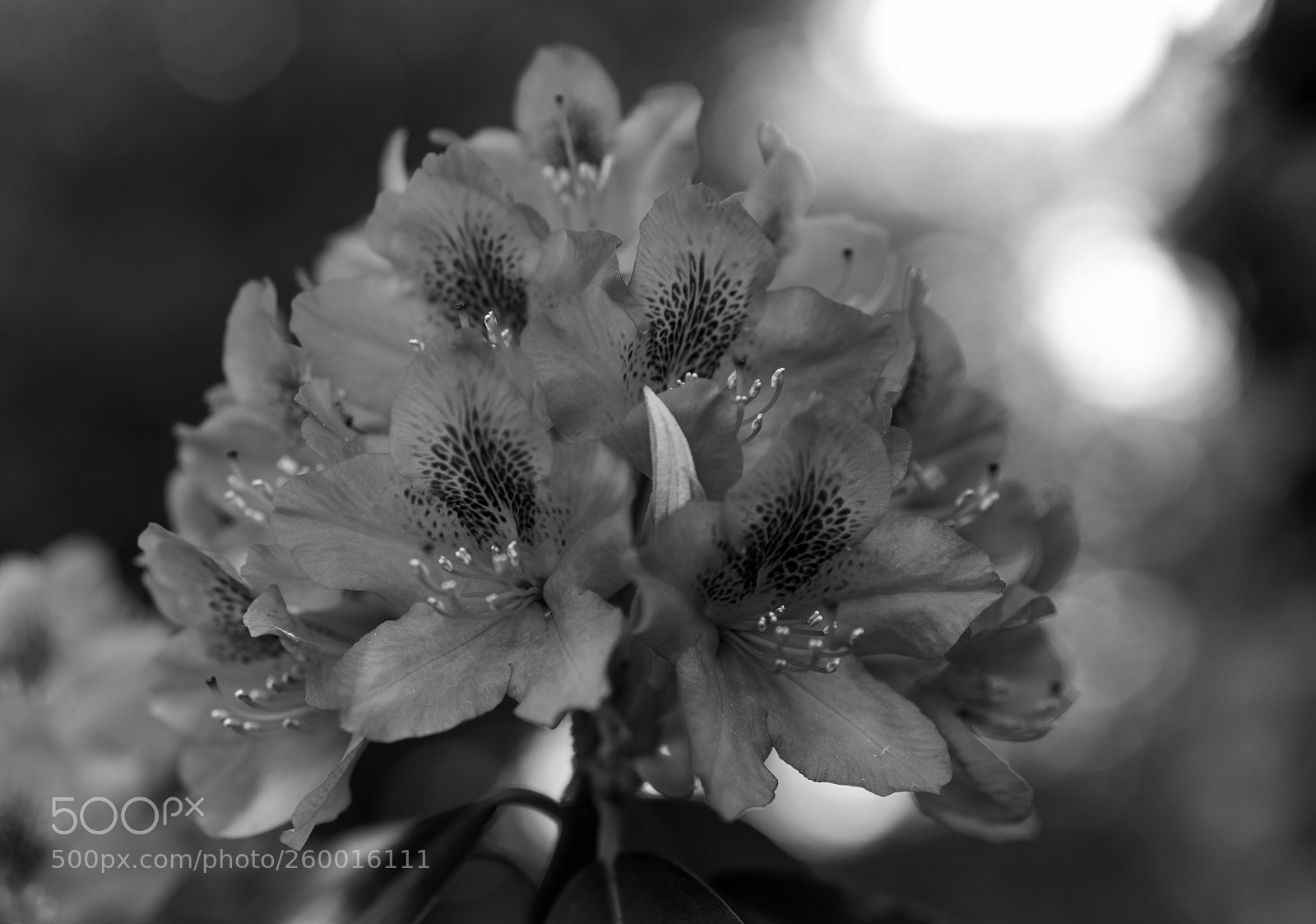 Sony a7R II sample photo. Red bloom in b photography