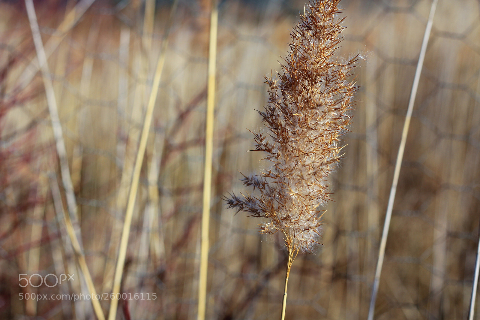 Canon EOS 60D sample photo. Hexagone border photography