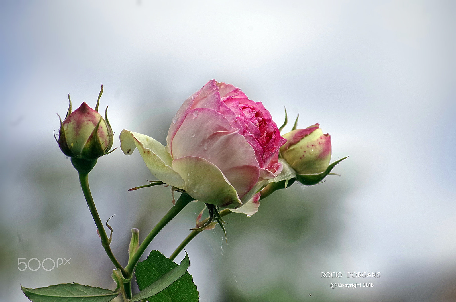 Pentax K-30 sample photo. Rose photography