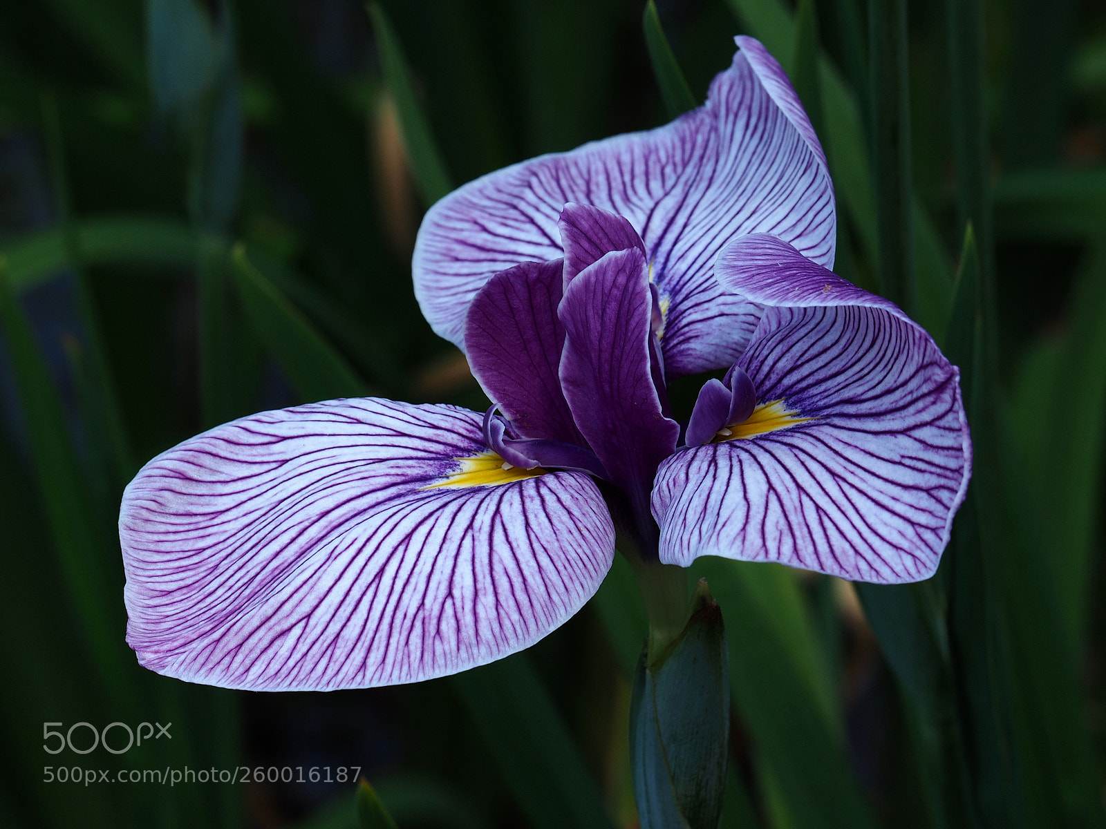 Olympus OM-D E-M1 sample photo. Purple  irises photography