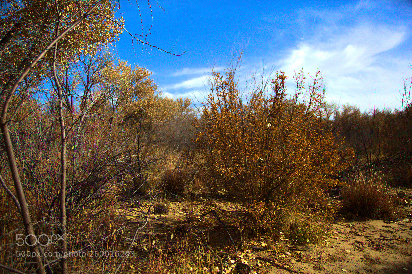 Canon EOS 5D Mark II sample photo. Bosquedel photography